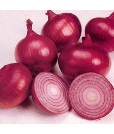 onion dark website