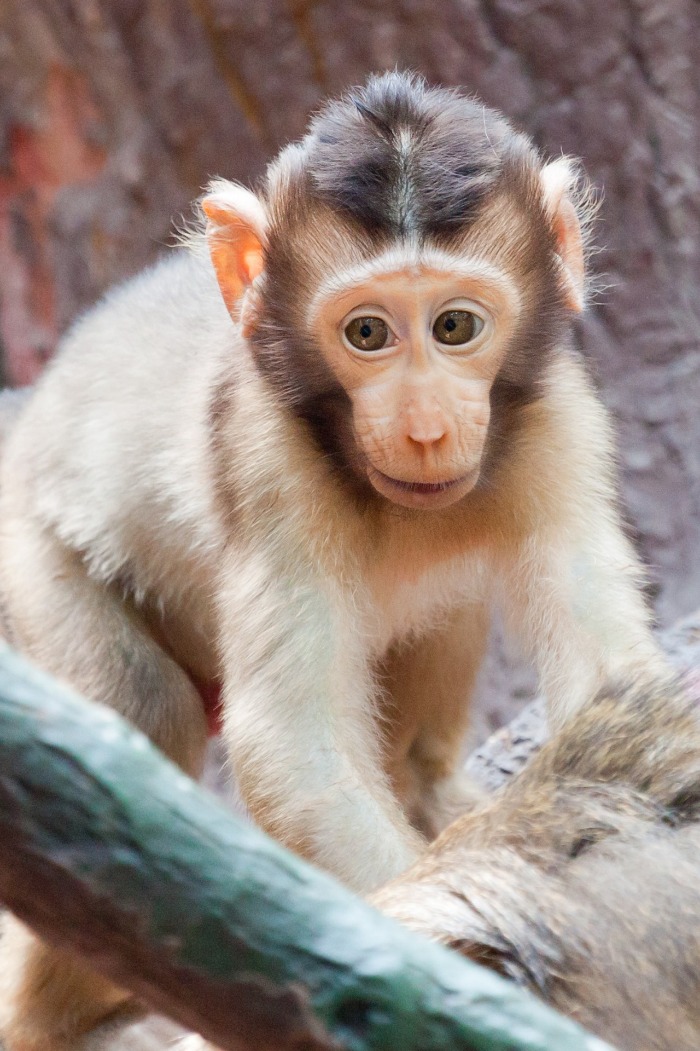 monkey x pill