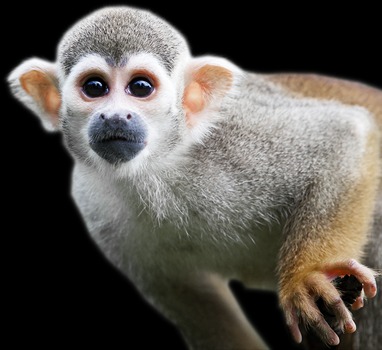 monkey x pill