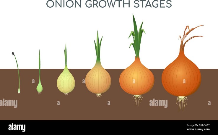 .onion links